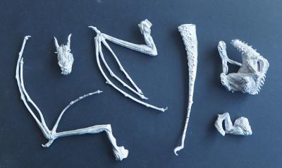 picture of the sprues